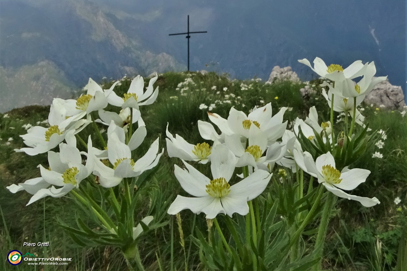 63 Fioriture di anemone narcissino alla croce di vetta della Corna Grande (2089 m).JPG